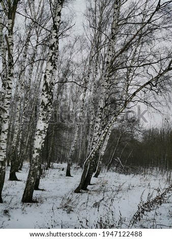 Winter landscape with trees in the snow