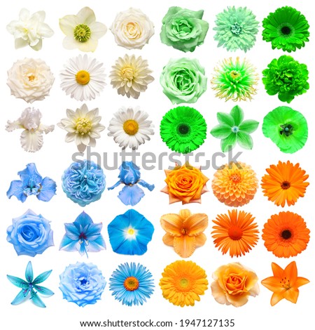 Big collection of various head flowers white, blue, green and orange isolated on white background. Perfectly retouched, full depth of field on the photo. Top view, flat lay