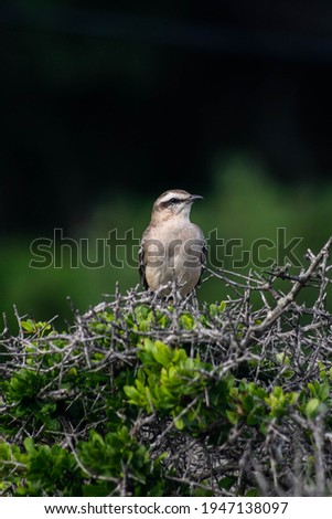 Mockingbird on a bush y Uruguay