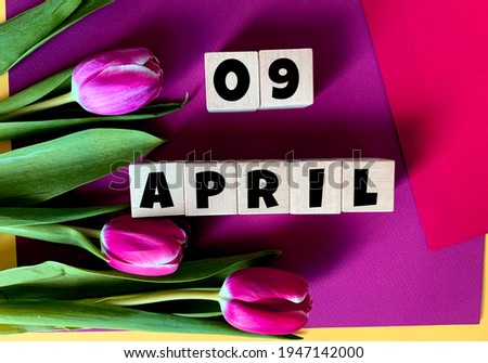 April 9 on wooden cubes .Tulips on a purple background .Spring.Calendar for April.