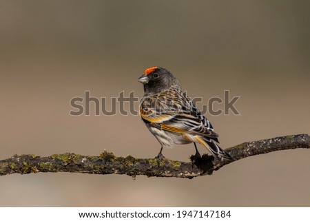 Red-fronted Serin (Serinus pusillus) standing on the branch Royalty-Free Stock Photo #1947147184
