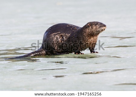 North American River Otter or Northern River Otter Standing on Ice in Early Spring, Closeup Portrait