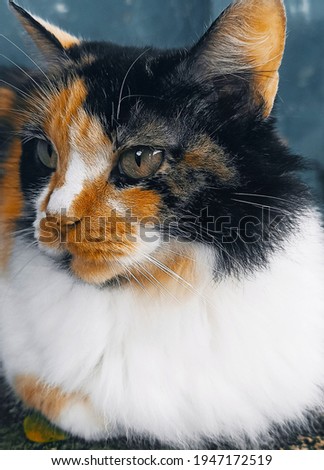 yellow and white black colored cute cat