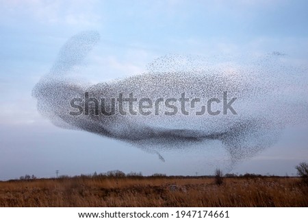 Large flock of starlings in the blue sky Royalty-Free Stock Photo #1947174661