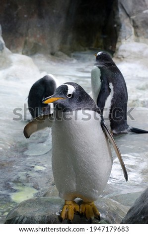 three penguins on the ice. one looks at the camera