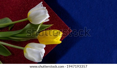 Yellow and white tulips on a red and blue background, free space. Flowers on the occasion of a celebration, a holiday. The concept of spring mood