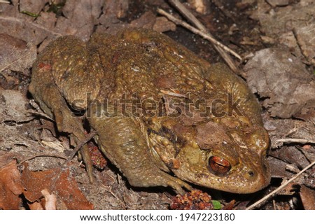 Common Toad, Bufo bufo, resting on the ground near Recklinghausen, Germany