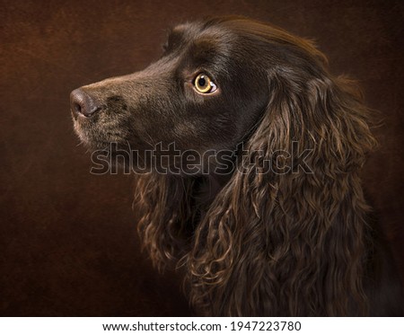 A picture of a very beautiful dog face in an attractive brown color 