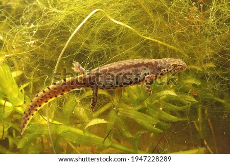 Lateral closeup of an aquatic female  alpine salamander, Ichthyosaura alpestris veluchiensis