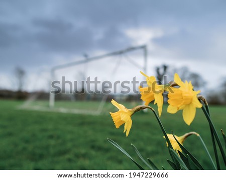 Yellow daffodils in focus. Football goal post out of focus. Autumn season concept. Sport and natural beauty.