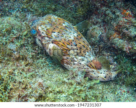 Spotted puffer fish in Tayrona National Natural Park