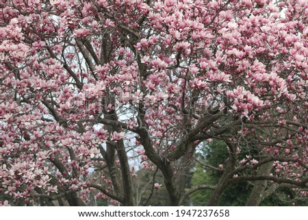 Closeup shot of delicate pink Magnolia flowering plant in a garden