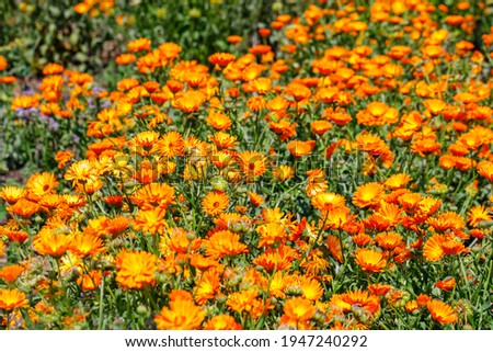 Calendula orange Flowers in summer field. Planted meadow with yellow marigold flowers. 