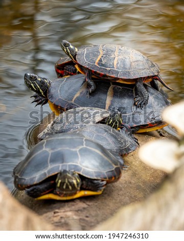 Common Slider turtle on a log