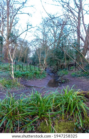 View of the little stream in the park of Olbury court and Wood Club-Rush (Scirpus sylvaticus) in the foreground