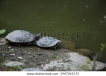 Two turtles side by side by the water