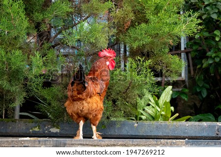 Brown Rooster on the Roof with Plants and Trees Surrounded