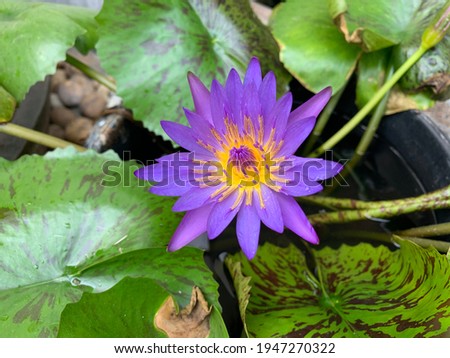Purple lotus flower in selective focus and blur behind