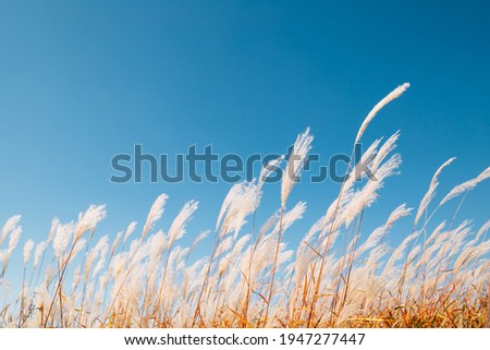 Dry reed field. Autumn of Gaetgol Eco Park in Siheung, Korea Royalty-Free Stock Photo #1947277447