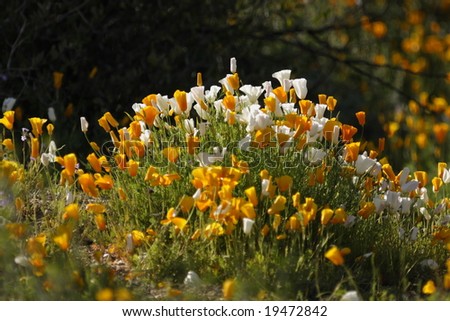 Natural bouquet of poppies