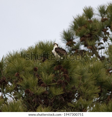 A Osprey bird perched in a tree