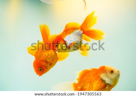 Goldfish from Asia in aquarium, carassius auratus