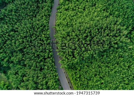 Road in Green Bamboo Forest Royalty-Free Stock Photo #1947315739