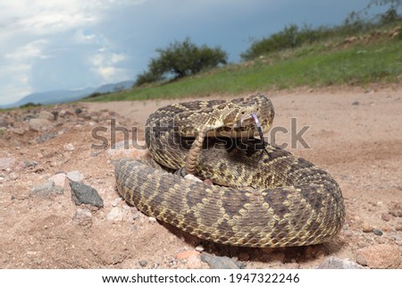Mojave Rattlesnake (Crotalus scutulatus), Hidalgo County, New Mexico Royalty-Free Stock Photo #1947322246