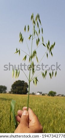 Wild oat growing in wheat field Royalty-Free Stock Photo #1947342778