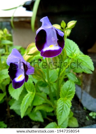 Wishbone flowers with beautiful blue color bloom in garden.The name of these flowers is Torenia. 