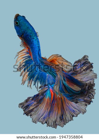 Beautiful movement of blue red Betta fish, Siamese fighting fish, Betta splendens of Thailand isolated on blue background.