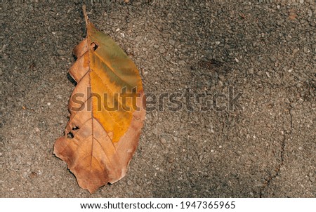 Fallen brown leaf placed on an asphalt background.