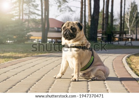  Funny  pug dog for a walk