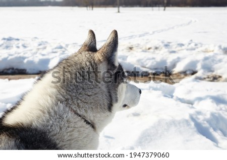 Husky dog stands in the snow and waiting for play. Siberian husky with blue eyes on winter field