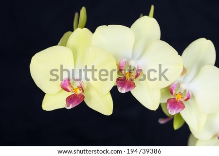 Close up of colorful orchid plants in full blossom.