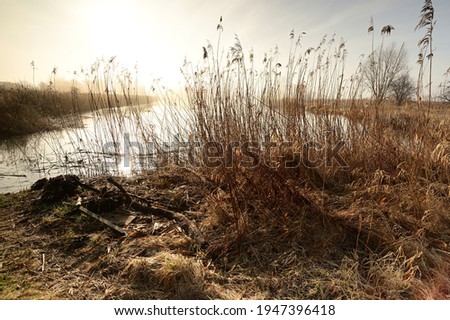 Swamp at sunrise, misty landscape, sun rising, grass in the foreground