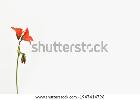 Inflorescence of red geranium on a white background. Minimalistic picture.