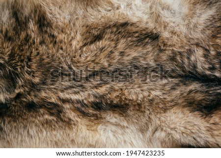 black and beige  wolf fur texture closeup