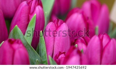 Macro photography of violet tulips in selective focus for background, large format