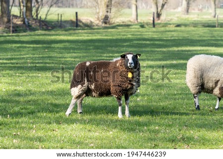 Dutch brown sheep stands in fresh green grass on the field in the spring with sun in the back