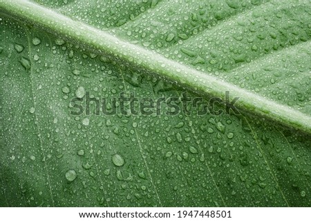 Green sterlice palm leaf. Macro lens. Flat lay picture. Close up photo. Exotic garden. Fresh and juicy. Green matte wet surface. Great natural texture for background. Place for text.