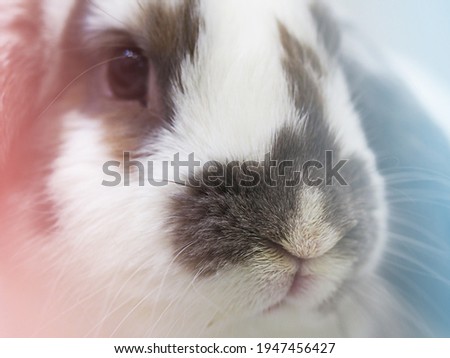 white-skinny spotted rabbit nose close-up