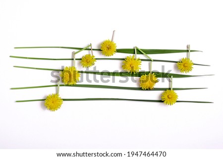 Dandelion flowers like musical notes on leaves of grass lay down on white background. Flat lay abstract minimal spring concept