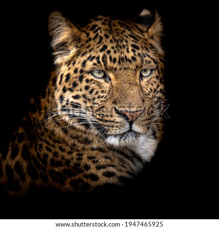 a leopard portrait with black background, creative picture 