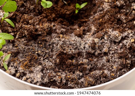White mold on soil in flower pot  Royalty-Free Stock Photo #1947474076