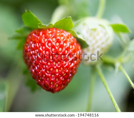 strawberry in nature