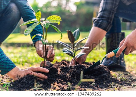 World environment day afforestation nature and ecology concept The male volunteer are planting seedlings and trees growing in the ground while working in the garden to save Earth, Earth Day. Royalty-Free Stock Photo #1947489262