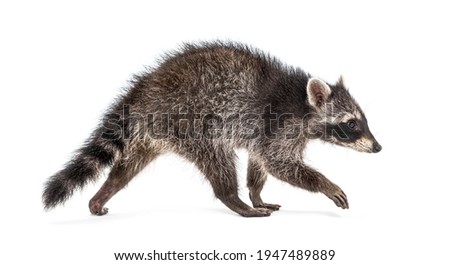 Side view of a young walking raccoon isolated on white Royalty-Free Stock Photo #1947489889