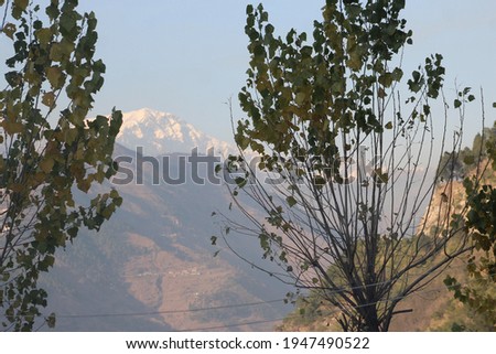 This is a Picture of trees on Snow Mountains. It is view of Greenery Scene.