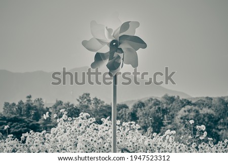 Landscape Black and White Pinwheel in Mums Flower Garden with Mountain and Sky Background